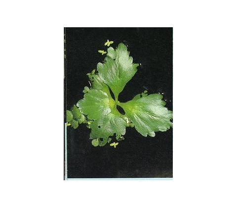 Ceratopteris pteroides