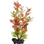 TETRA Ludwigia repens (Red Ludwigia) - растение Tetra 23 см, M