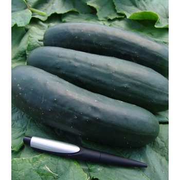 Uhorka F1 Jogger - šalátová - Cucumis sativus - 12 ks