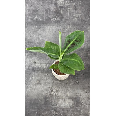 Musa Tropicana 12 cm