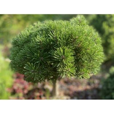 Borovica čierna (Pinus nigra) ´MARIE BREGEON´® – výška 90-100 cm, kont. C5L - NA KMIENKU