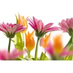 DIMEX ART Флизелинов фототапет пролетни цветя 375 x 250 см