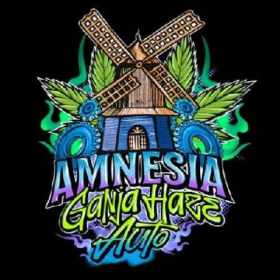 Sumo Seeds Amnesia Ganja Haze AUTO semena neobsahují THC 3 ks