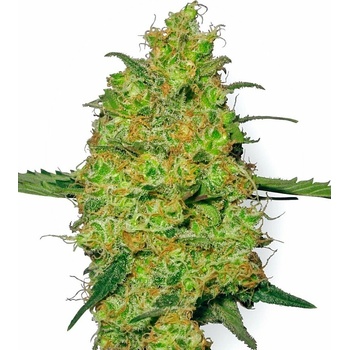 Sensi seeds Master Kush Regular 0% THC Balenie: 10 ks