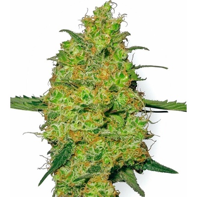 Sensi seeds Master Kush Regular 0% THC Balenie: 10 ks