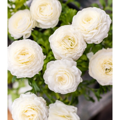 Iskerník plnokvetý biely - Ranunculus asiaticus - predaj cibuľovín - 3 ks