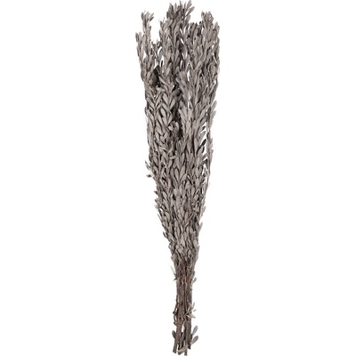 Pubescens Silver white - stříbřitě bílá