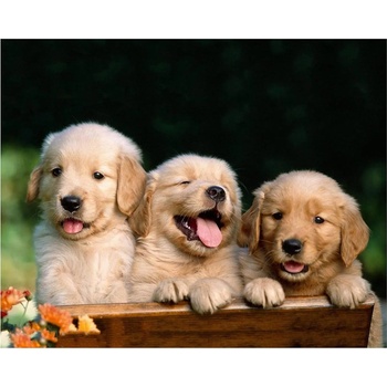 Norimpex - Puzzle Diamant painting: A cute trio 30x40cm - 1 - 39 piese