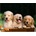 Norimpex - Puzzle Diamant painting: A cute trio 30x40cm - 1 - 39 piese