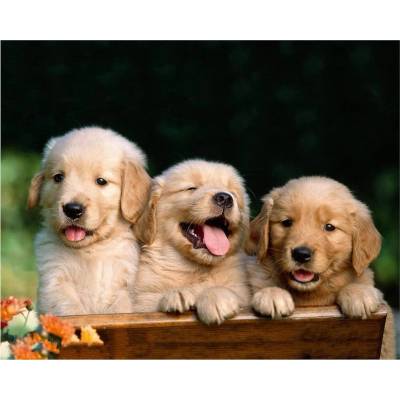 Norimpex - Puzzle Diamant painting: A cute trio 30x40cm - 1 - 39 piese