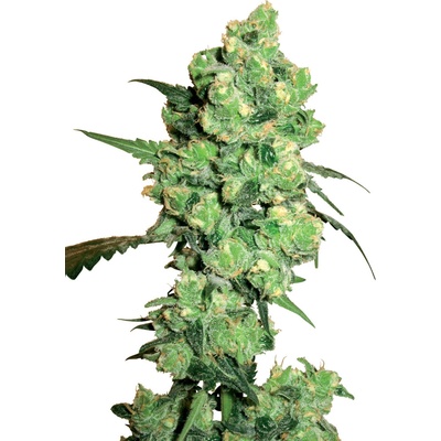 White Label Super Skunk semienka neobsahujú THC 10 ks