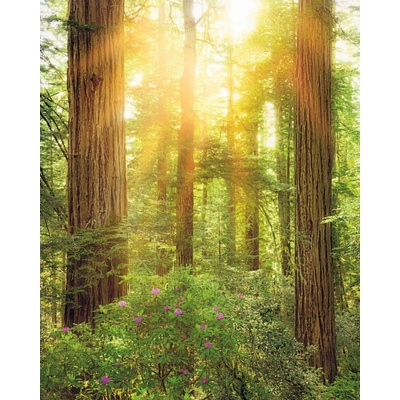 Komar Vliesová fototapeta Redwood rozměry 200 x 250 cm