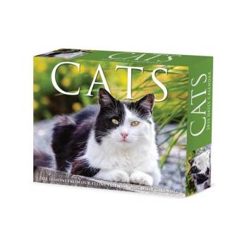 Willow Creek Press Calendars Cats 2026 5.4 X 6.2 Box Calendar | Willow Creek Press