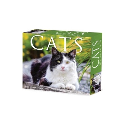 Willow Creek Press Calendars Cats 2026 5.4 X 6.2 Box Calendar | Willow Creek Press