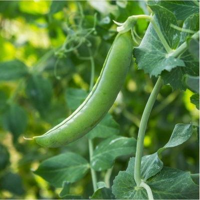 Hrách dřeňový Maxigolt - Pisum sativum - semena hrachu - 35 ks