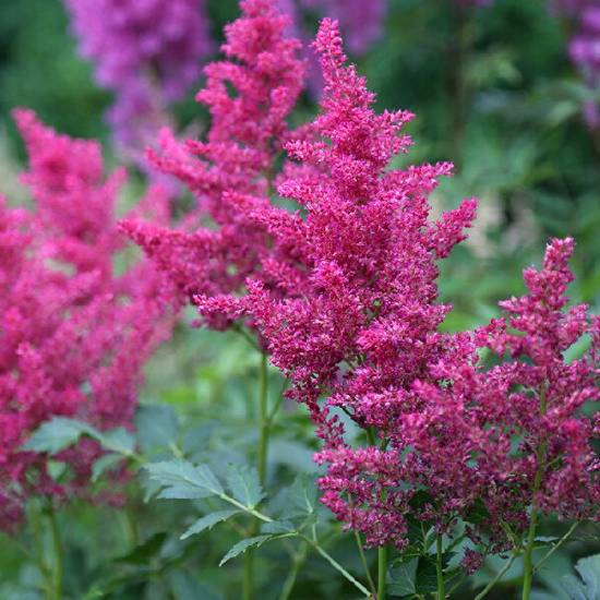 Poni Veni® Astilbe 'Drum and Bass' - astilba od 5,42 € - Heureka.sk