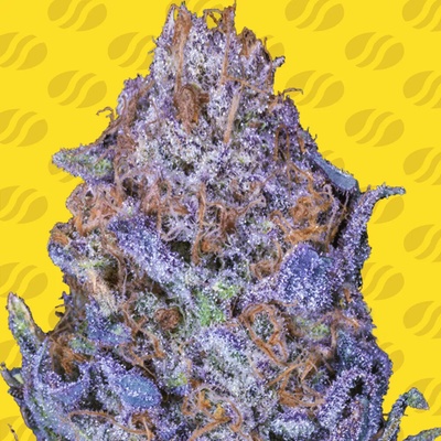 Original Sensible Seeds Auto Purple semienka neobsahujú THC 10 ks