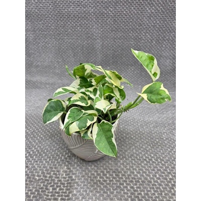 Epipremnum NJoy 12 cm (Šplhavnice s nádherně žíhanými listy)