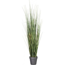 Gasper Tráva Equisetum, 95 cm