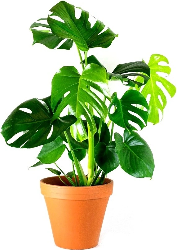 monstera monkey leaf licht Monstera Obliqua Monkey Leaf 80–100 cm am Moosstab – Seltene Fensterbl –  Blumen-Senf® main image 1