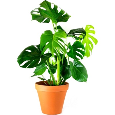 Gardners Monstera deliciosa, průměr 14 cm Monstera skvostná