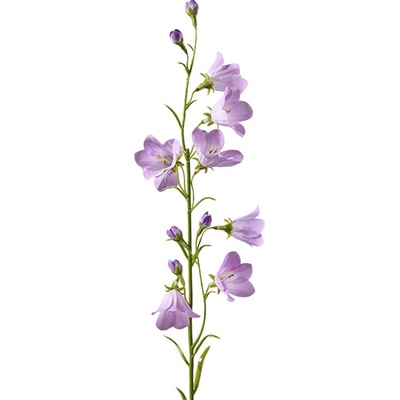 Florissima! Zvonček vetvička 64 cm fialová - Florissima
