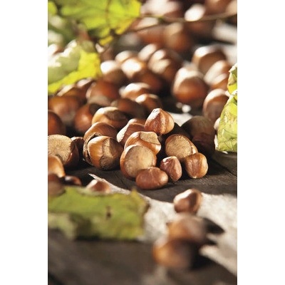 Lieska obyčajná FloraSelf Corylus avellana kvetináč 3 l