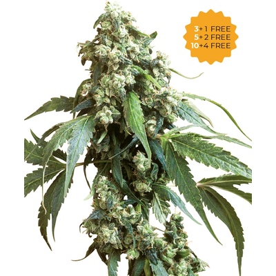 Sensi Seeds Jack Flash #5 semienka neobsahujú THC 1 ks