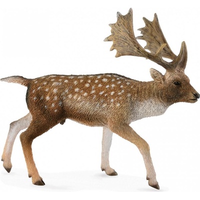 Collecta Jeleń, samiec