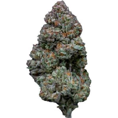 Growers Choice RS11 semena neobsahují THC 5 ks