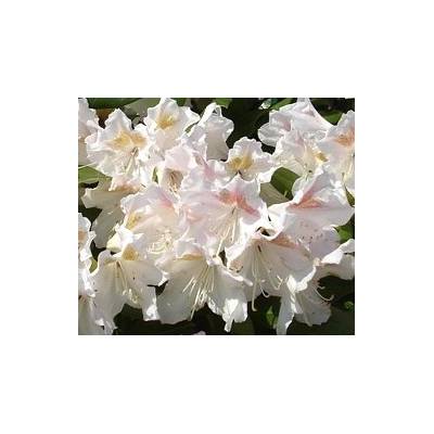 rhododendron ohne torf Torffreie NeudoHum Rhododendron & Hortensien Erde – Für starke Blüten –  Neudorff Shop