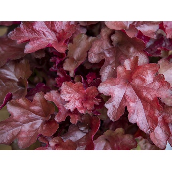 Heuchera World Caffe Vienna