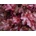 Heuchera World Caffe Vienna