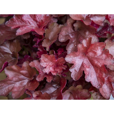 Heuchera World Caffe Vienna