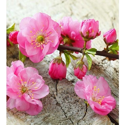 Dimex MS-3-0109 vliesová fototapeta na zeď Sakura rozmery 225 x 250 cm