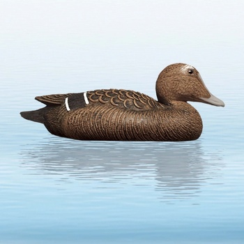 Balabán Eider Hen kajka mořská - slepice