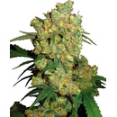Sensi Seeds Big Bud regular semena neobsahují THC 10 ks