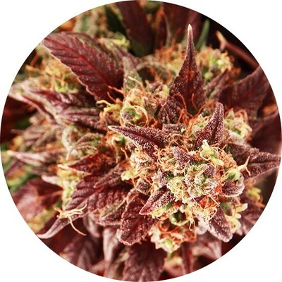 Top Tao Seeds AUTO Mix regular semena neobsahují THC 6 ks