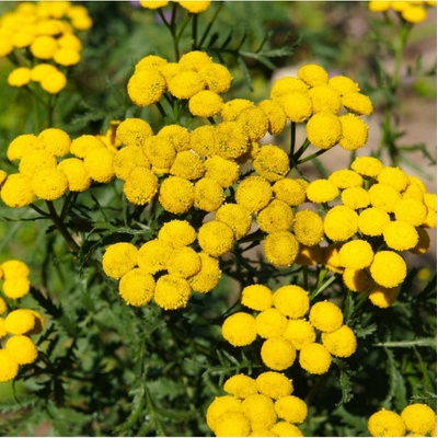 Kopretina vratič Vratič obecný Tanacetum vulgare osivo kopretiny 300 ks – Sleviste.cz