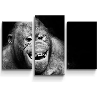 Sablio Obraz - 3-dílný Orangutan - 75x50 cm