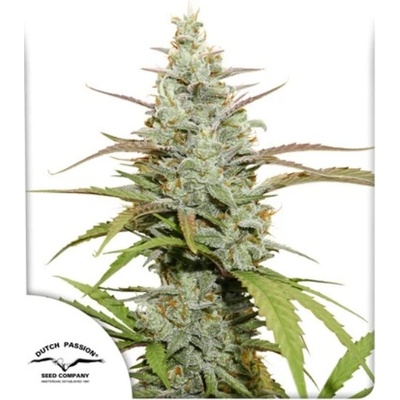 Dutch Passion Mokums Tulip semena neobsahují THC 100 ks