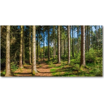 Fotoobraz na skle lesné panorama 100x50 cm