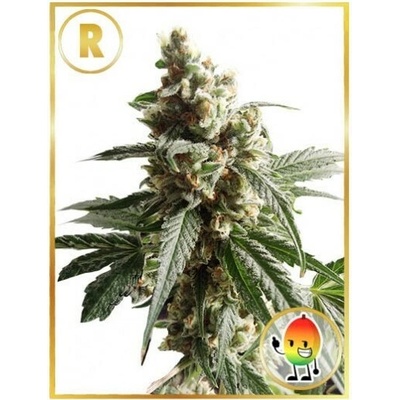 Mr. Hide Seeds Mr. Mango Crack regular semena neobsahují THC 7 ks