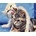 Norimpex - Puzzle Diamant painting: Cat friendship 30x40cm - 1 - 39 piese