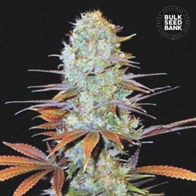 Bulk Seed Bank Sunmango semena neobsahují THC 10 ks