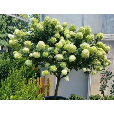 Hortenzia metlinatá Limelight na 50 cm kmienku, výška 70-90 cm, kvetináč 21 cm