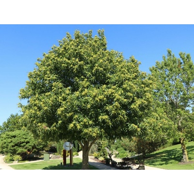 Gaštan jedlý Marron de Lyon na 150-160 cm kmienku , výška 280-300 cm, kvetináč 18 l