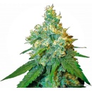 Sensi Seeds Jack Herer semena neobsahují THC 10 ks