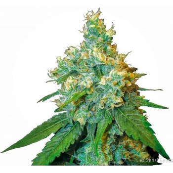 Sensi Seeds Jack Herer semena neobsahují THC 10 ks