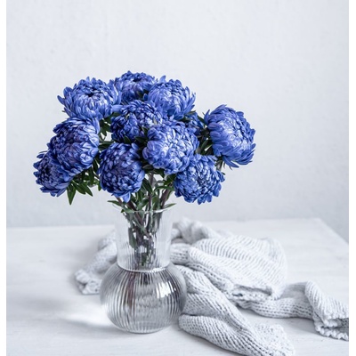 Obraz na plátne - Blue chrysanthemums